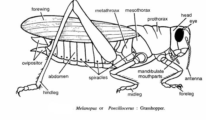 Melanoplus (Grasshopper)