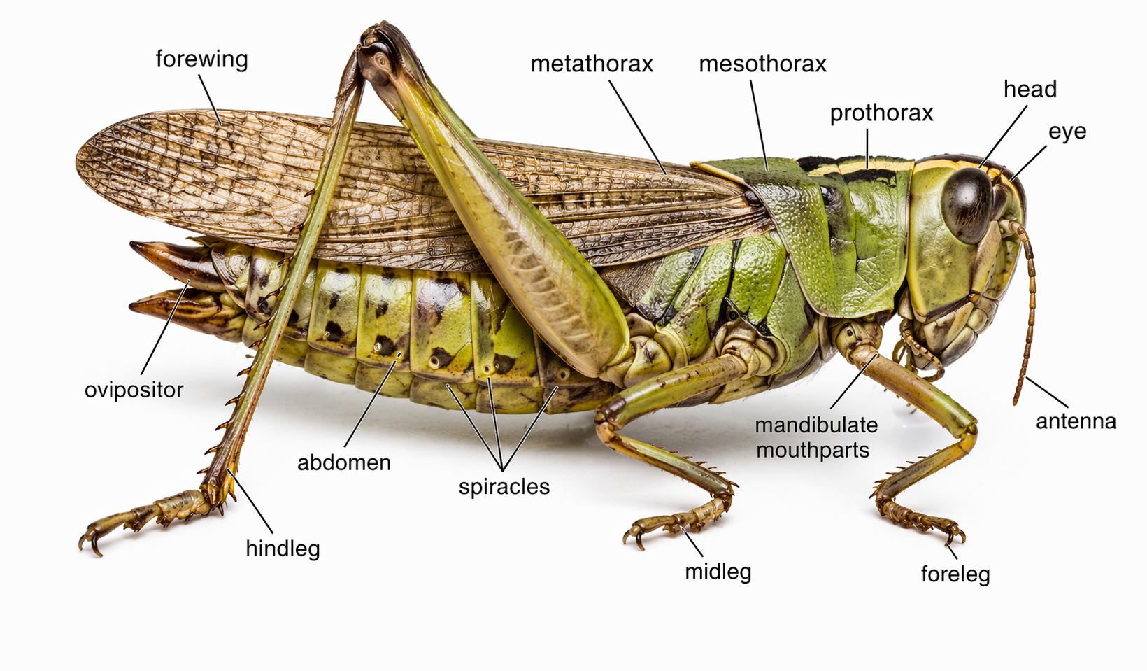 Melanoplus (Grasshopper)