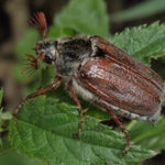 Melolontha (Beetle)