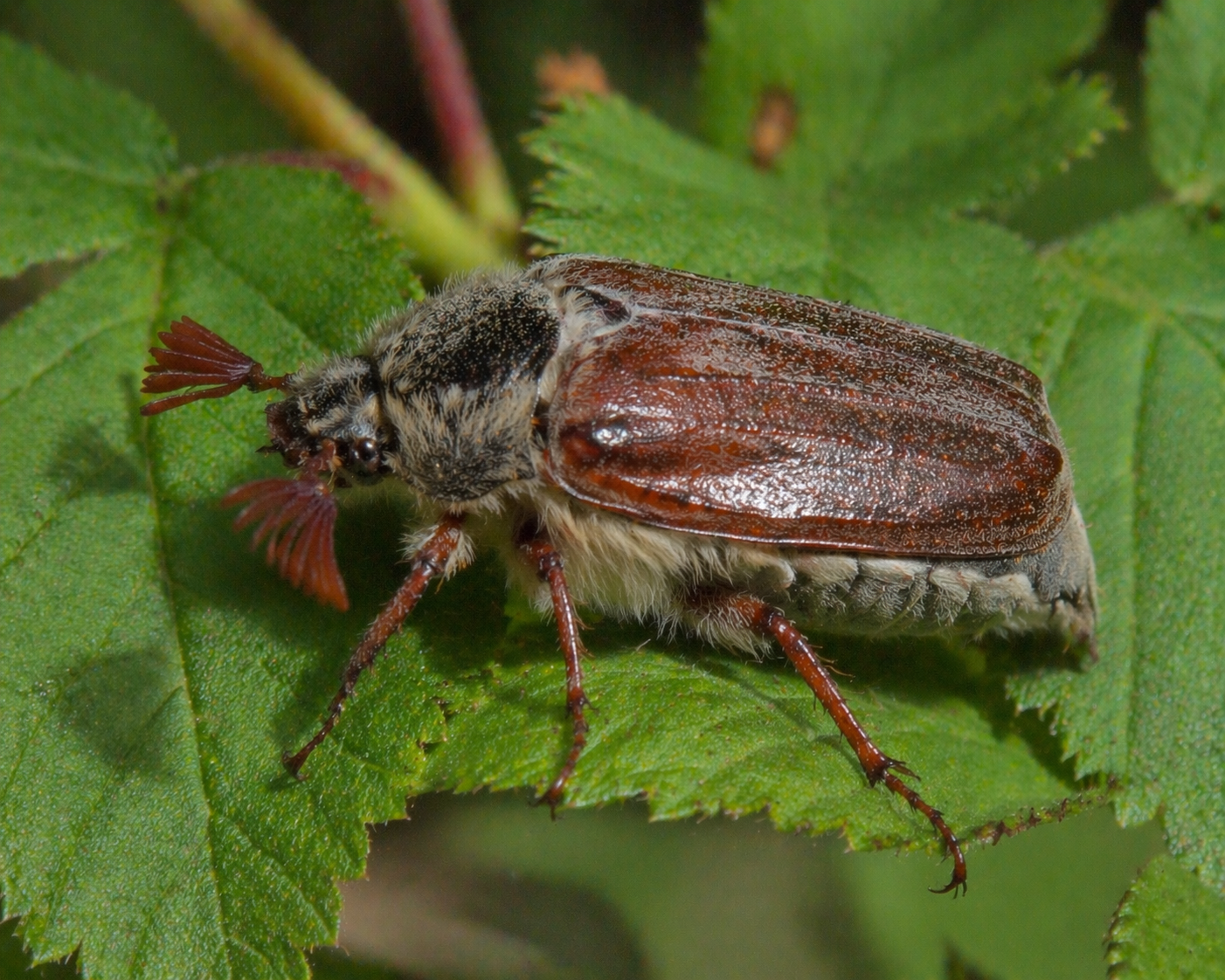Melolontha (Beetle)