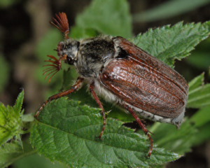 Melolontha (Beetle)