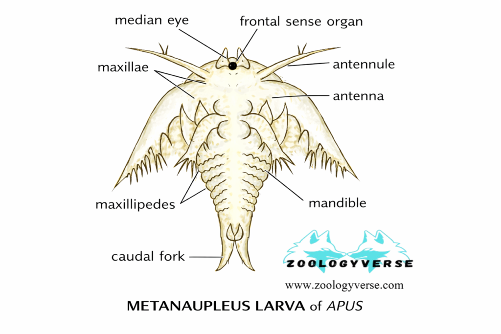 Larval Forms of Crustaceans