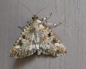 Classification of Moth