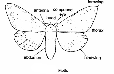 Classification of Moth