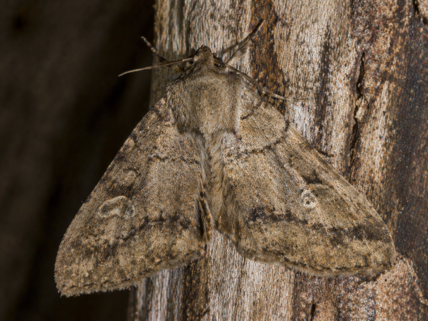 Classification of Moth