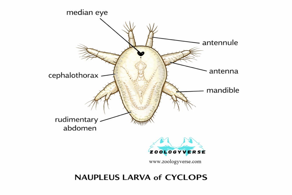 Larval Forms of Crustaceans