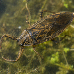 Nepa (Water Scorpion)