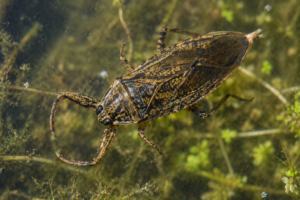 Nepa (Water Scorpion)