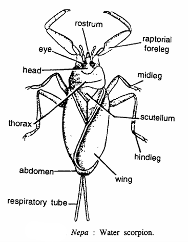 Nepa (Water Scorpion)