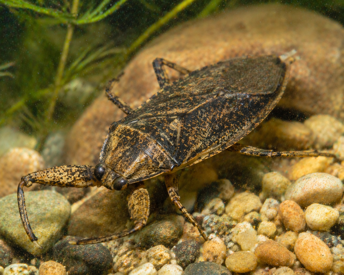 Nepa (Water Scorpion)