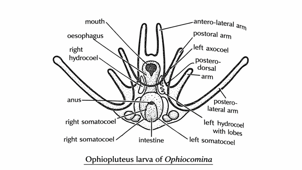 Larval Forms in Echinodermata