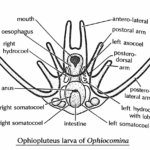 Larval Forms in Echinodermata