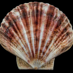 Pecten