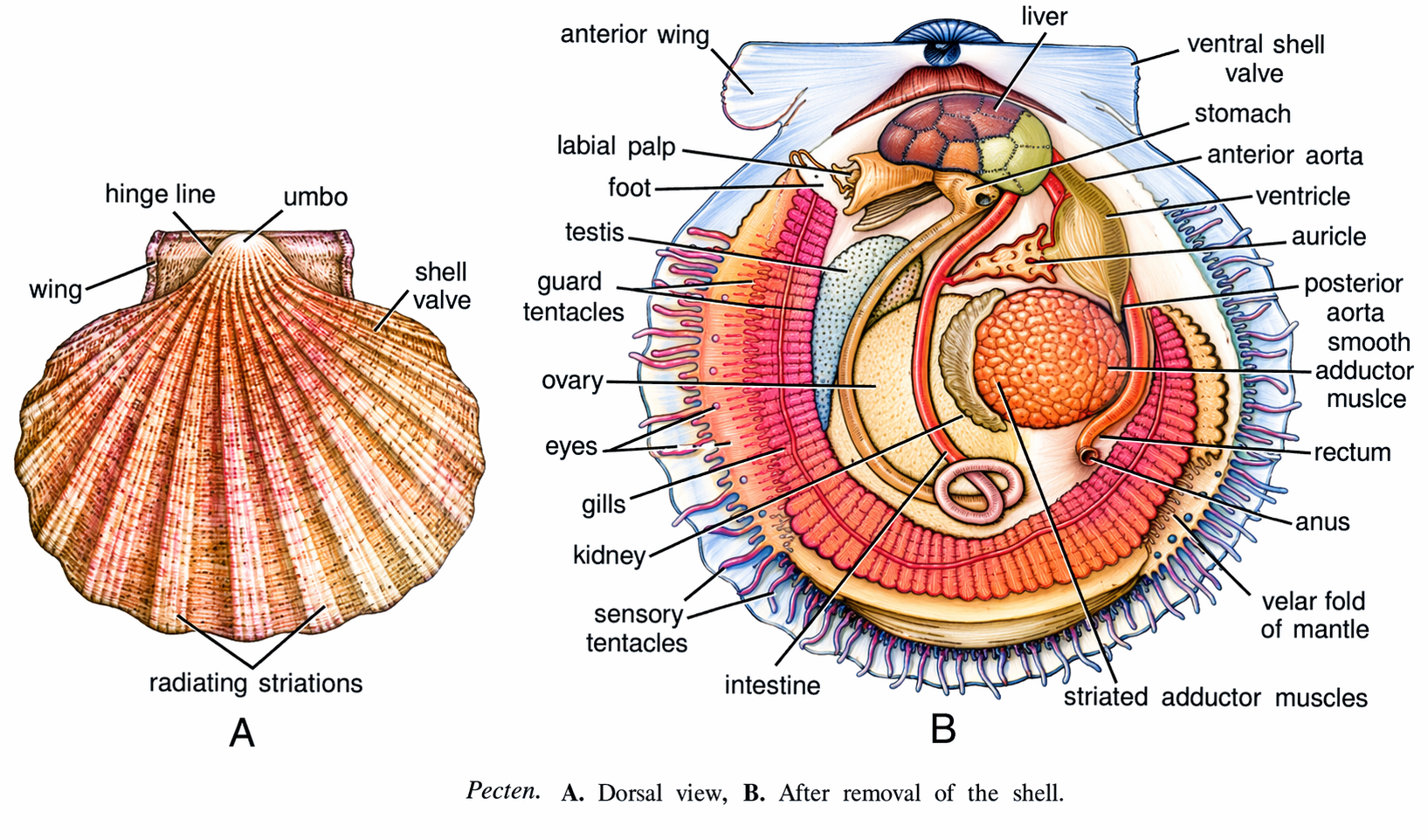 Pecten