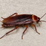Periplaneta americana (Cockroach)