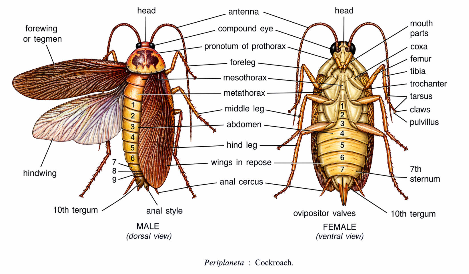 Periplaneta americana (Cockroach)