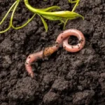 Pheretima (Earthworm)