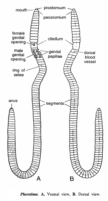 Pheretima (Earthworm)