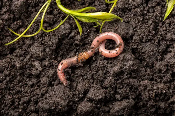 Pheretima (Earthworm)