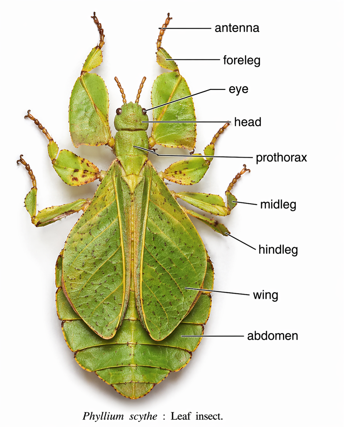 Phyllium (Leaf Insect)