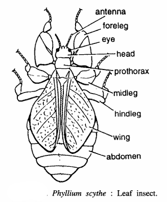 Phyllium (Leaf Insect)