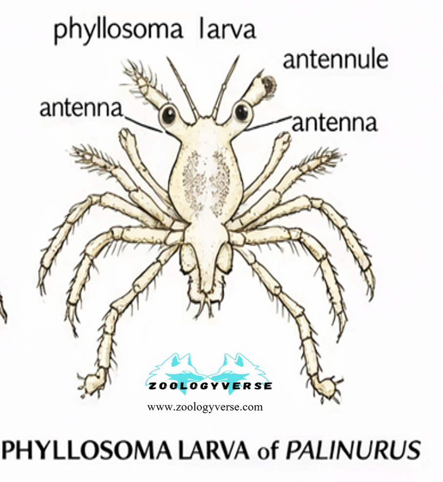 Larval Forms of Crustaceans
