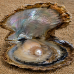 Pinctada vulgaris