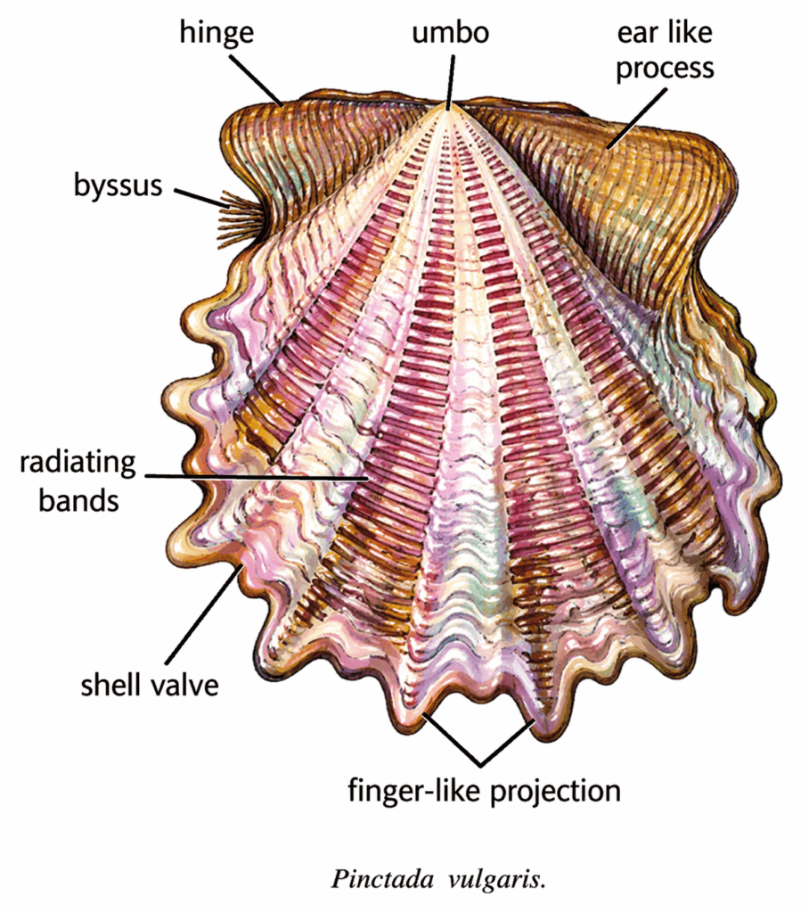 Pinctada vulgaris | Zoologyverse