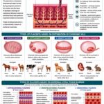 Placenta in Mammals (Placentation)