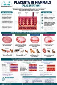 Placenta in Mammals (Placentation)