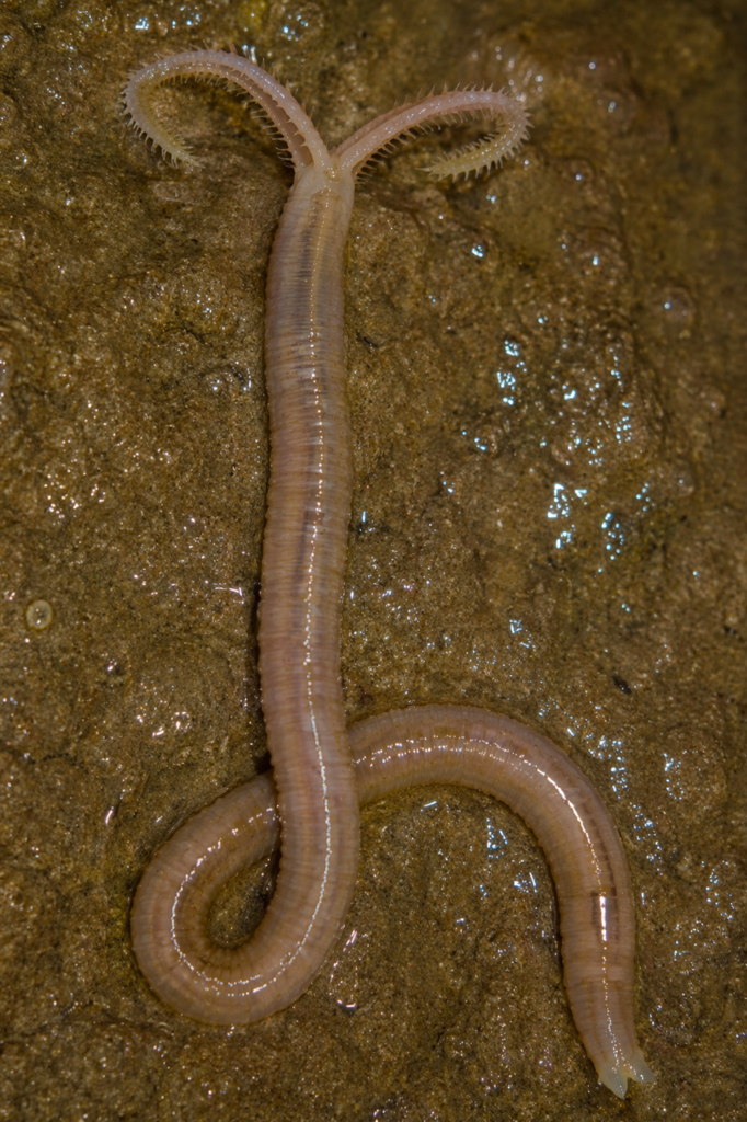 Protodrilus
