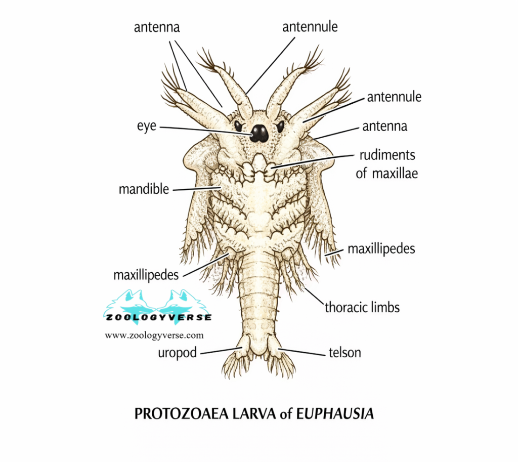 Larval Forms of Crustaceans