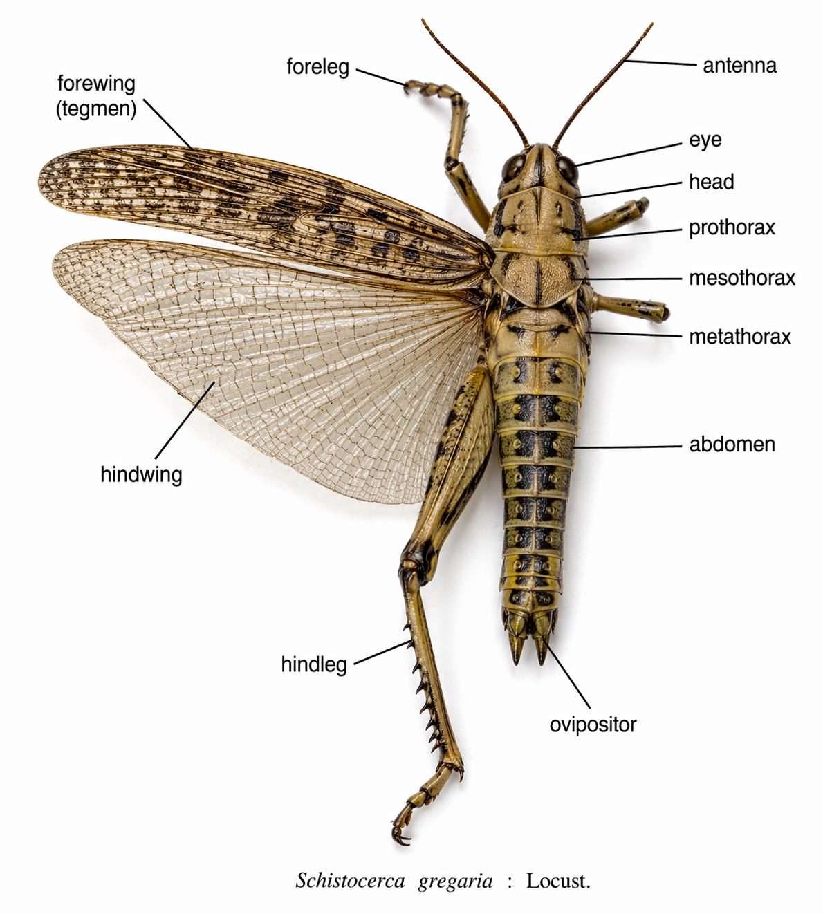Schistocerca (Locust)