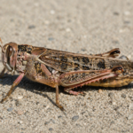 Schistocerca (Locust)