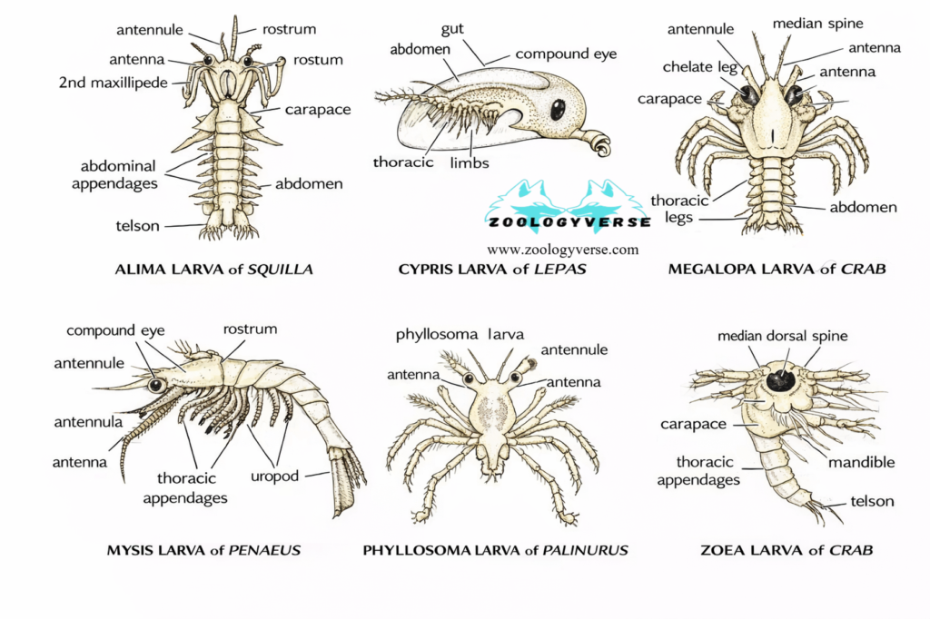 Larval Forms of Crustaceans
