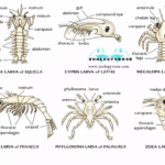 Larval Forms of Crustaceans