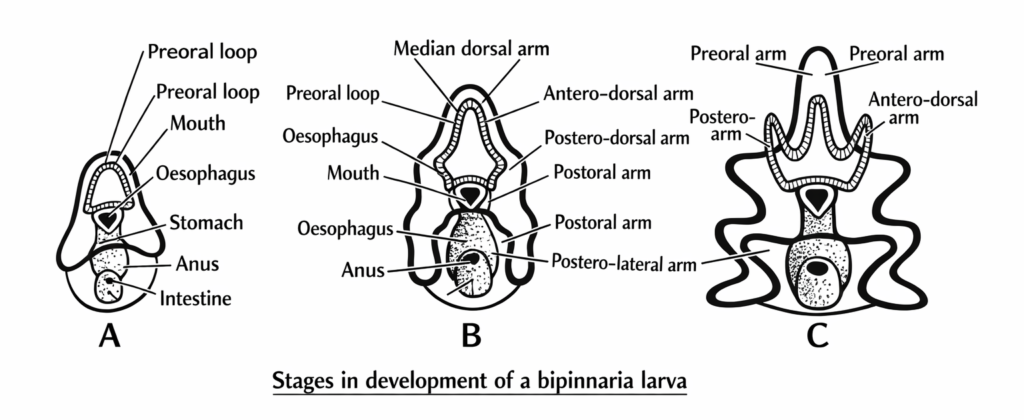 Larval Forms in Echinodermata