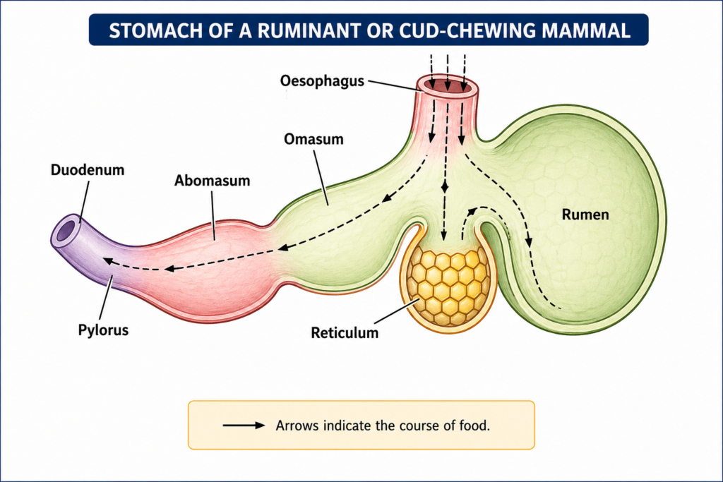 Digestive System in Vertebrates