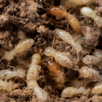 Termites