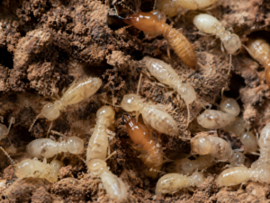 Termites