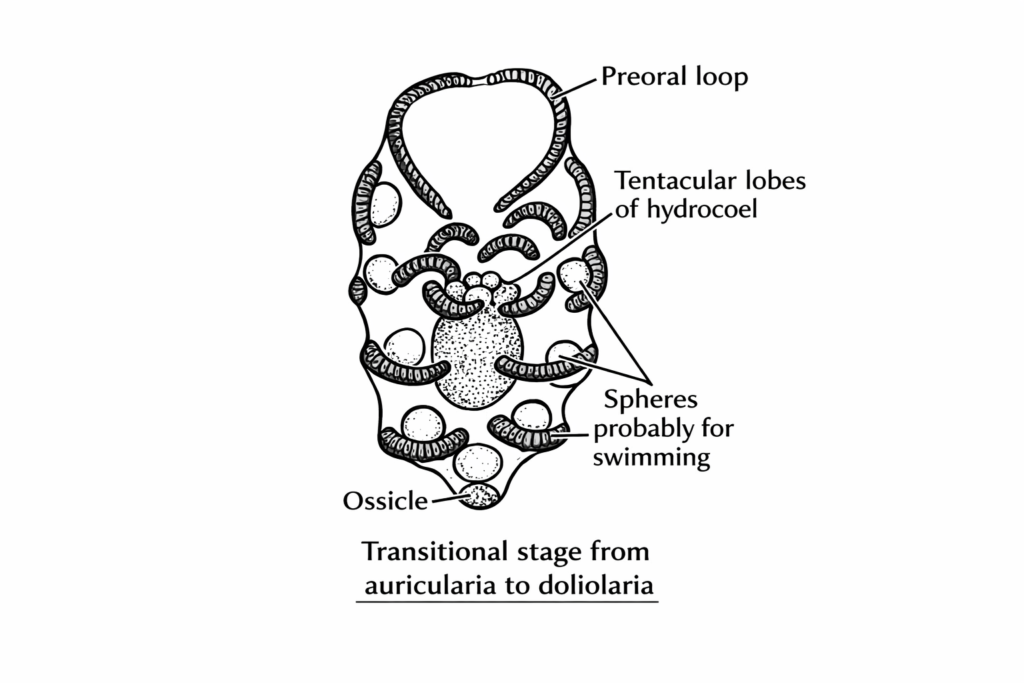 Larval Forms in Echinodermata