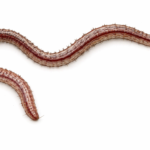 Classification of Tubifex