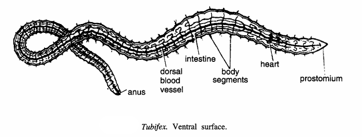 Classification of Tubifex