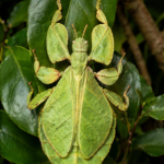 Phyllium (Leaf Insect)