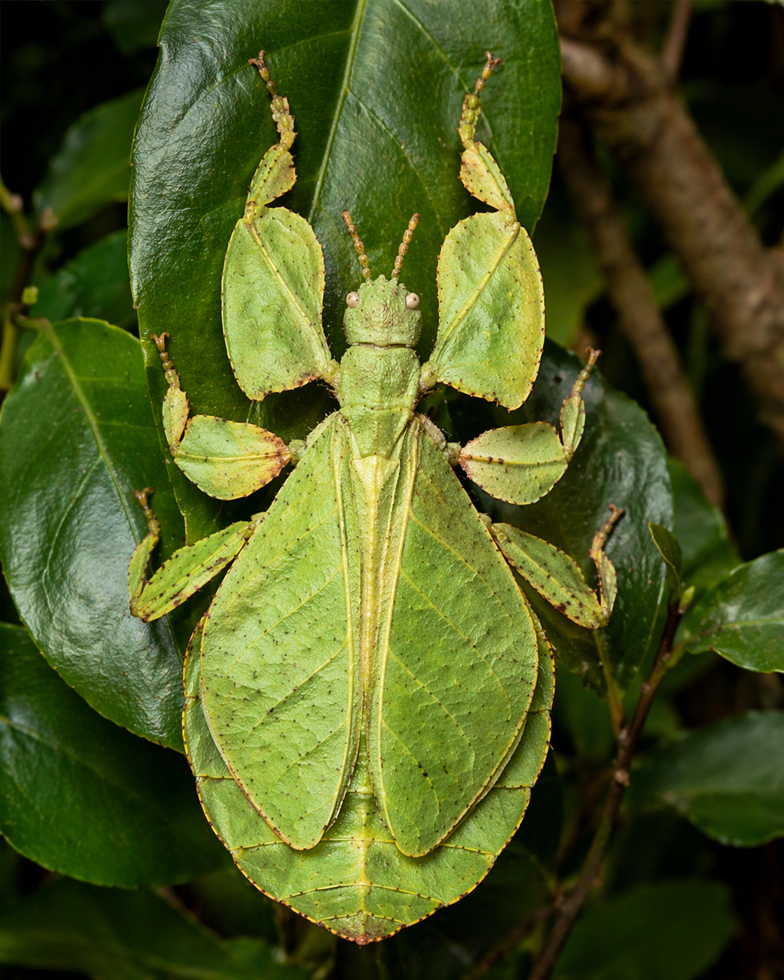 Phyllium (Leaf Insect)