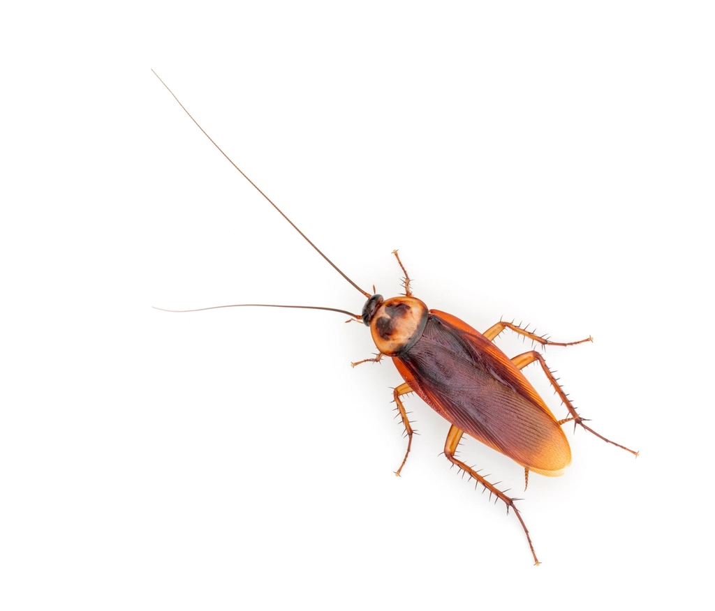 Periplaneta americana - American cockroach