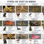 Types of Feet in Birds