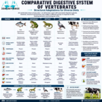 Digestive System in Vertebrates