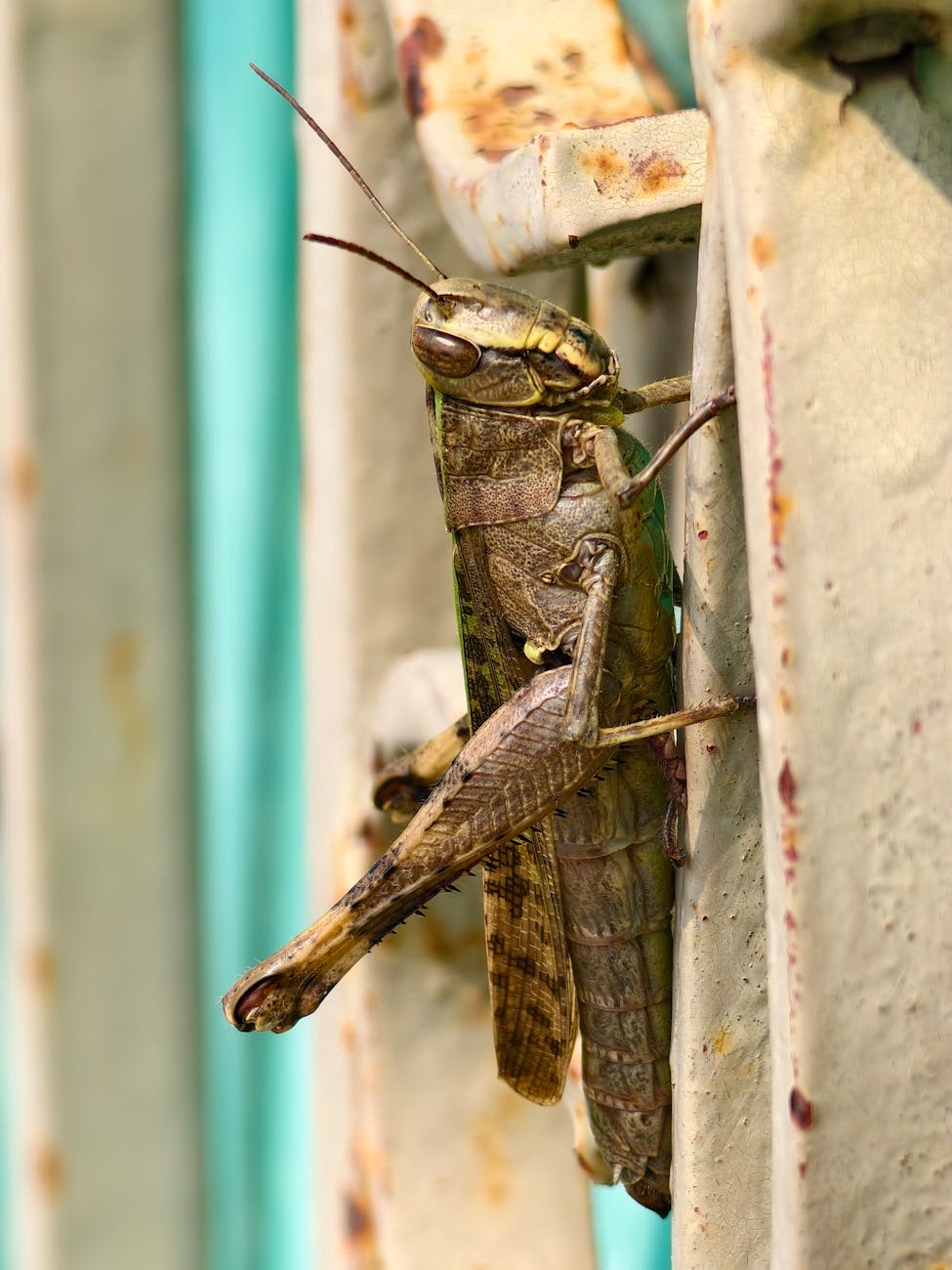 close up of grasshopper on rusty metal surface