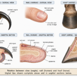 Integument or Skin and its Derivatives in Vertebrates